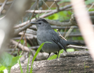 Gray Catbird 2791